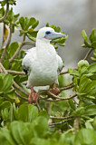 Image. Red-footed Booby