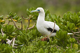 Image. Red-footed Booby