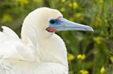 Image. Red-footed Booby