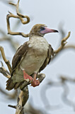Image. Red-footed Booby