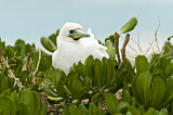 Image. Red-footed Booby