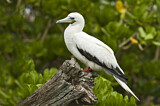 Image. Red-footed Booby