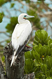 Image. Red-footed Booby