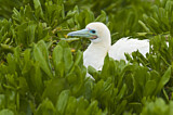 Image. Red-footed Booby