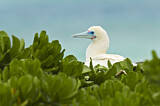 Image. Red-footed Booby