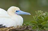 Image. Red-footed Booby