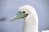 Image. Red-footed Booby