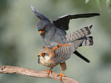Image. Red-footed Falcon