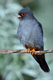 Image. Red-footed Falcon