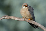 Image. Red-footed Falcon