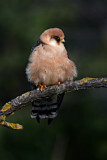 Image. Red-footed Falcon