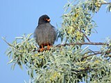 Image. Red-footed Falcon