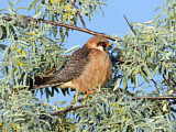 Image. Red-footed Falcon