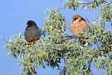 Image. Red-footed Falcon