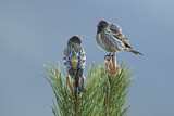 Image. Red-fronted Serin