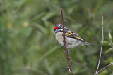 Image. Red-fronted Tinkerbird
