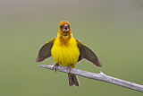 Image. Red-headed Bunting