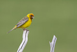 Image. Red-headed Bunting