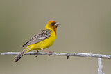Image. Red-headed Bunting