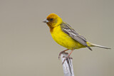 Image. Red-headed Bunting