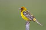 Image. Red-headed Bunting