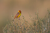 Image. Red-headed Bunting