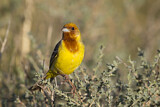 Image. Red-headed Bunting