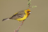 Image. Red-headed Bunting