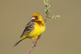 Image. Red-headed Bunting