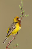Image. Red-headed Bunting
