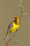 Image. Red-headed Bunting