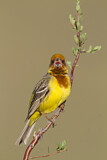Image. Red-headed Bunting