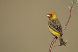 Image. Red-headed Bunting