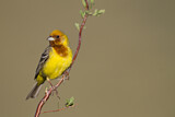 Image. Red-headed Bunting
