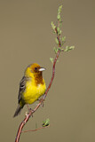 Image. Red-headed Bunting