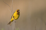 Image. Red-headed Bunting