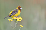 Image. Red-headed Bunting