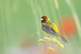 Image. Red-headed Bunting