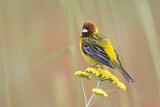 Image. Red-headed Bunting