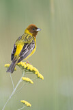 Image. Red-headed Bunting
