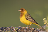 Image. Red-headed Bunting