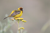 Image. Red-headed Bunting