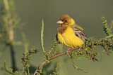 Image. Red-headed Bunting