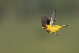 Image. Red-headed Bunting