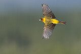 Image. Red-headed Bunting