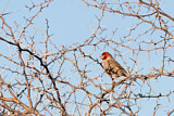 Image. Red-headed Finch