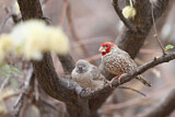Image. Red-headed Finch