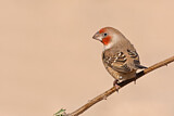 Image. Red-headed Finch