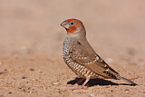 Image. Red-headed Finch