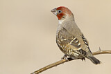 Image. Red-headed Finch